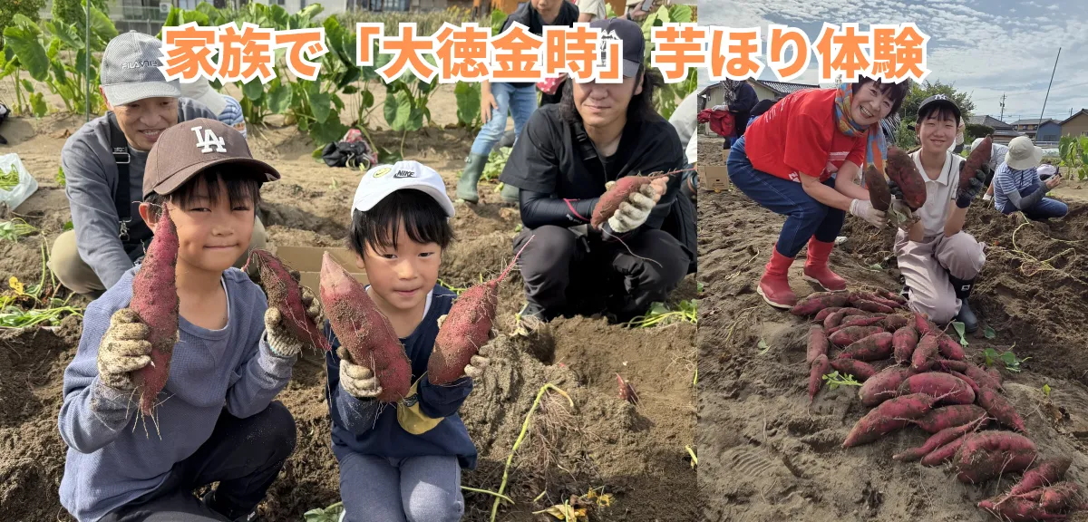 【青壮年部】「家族で『大徳金時』芋ほり体験」