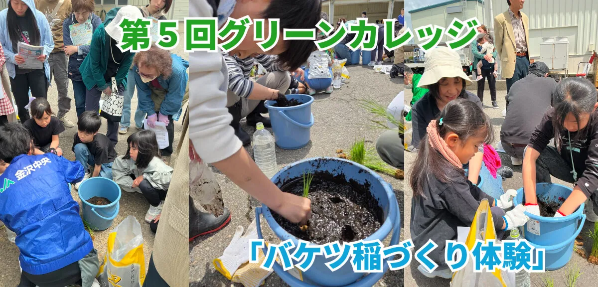 【グリーンカレッジ】バケツ稲づくり体験