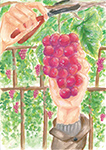 葡萄の収穫
