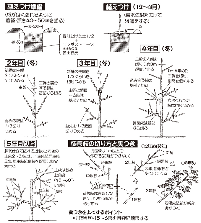 うめ 家庭菜園 Ja松任 好きです 人 夢 自然