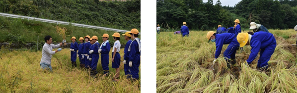 米づくり体験農園 稲刈り｜新着情報｜JA能登わかば-「農」と「共生」の 